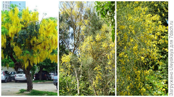 Слева кассия трубчатая, фото сайта www.liveinternet.ru, по центру метельник прутьевидный и справа дрок испанский в моем объективе