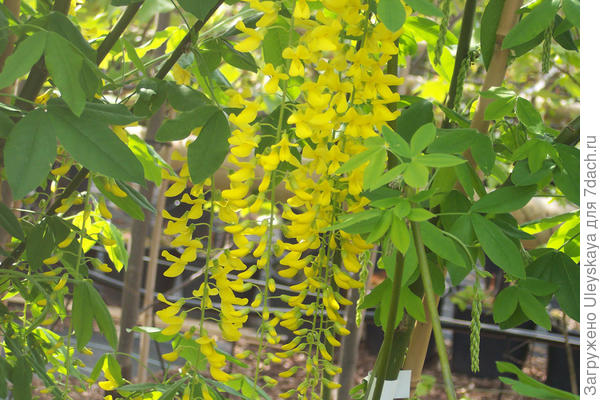 Бобовник Ватерера, фото сайта www.chewvalleytrees.co.uk