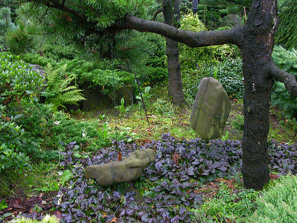 При формировании кроны ветви иногда приходится фиксировать с помощью грузов. Фото автора