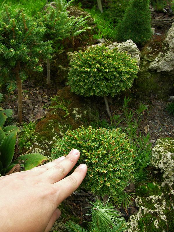 Хвойные крохи довольно сложно размножаются и требуют кропотливого ухода