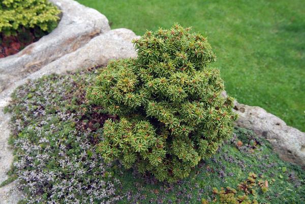 Большинству миниатюрных форм хвойных комфортно на солнце или в легкой полутени