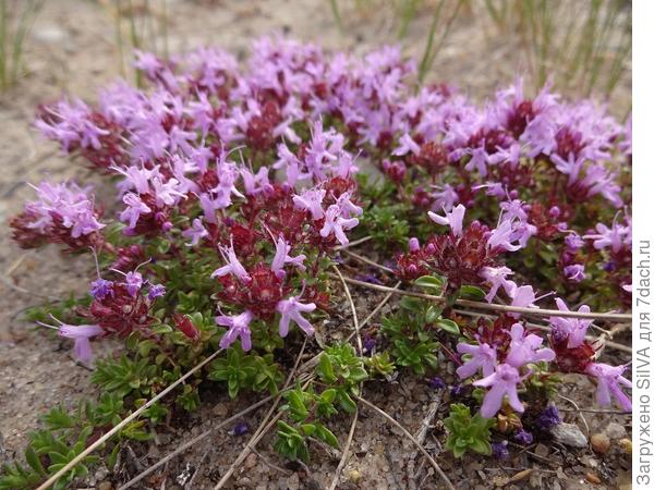 чабрец- Thýmus