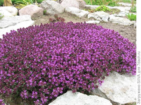 тимьян- чабрец ( Thýmus)