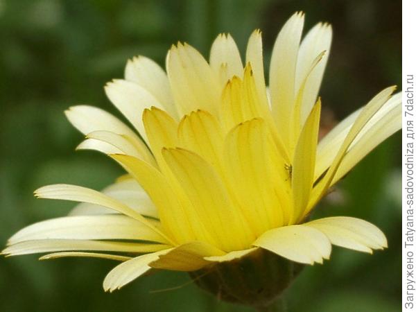 светло-жёлтая календула
