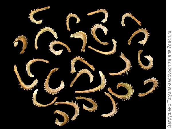 семена календулы