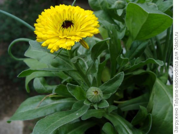 жёлтая махровая календула