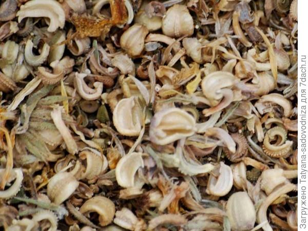 семена календулы