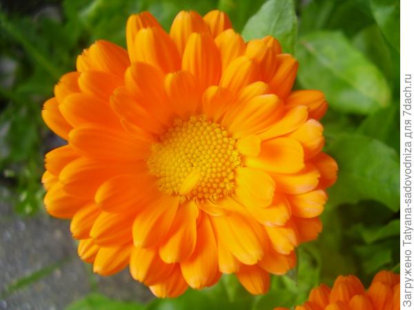 оранжевая календула