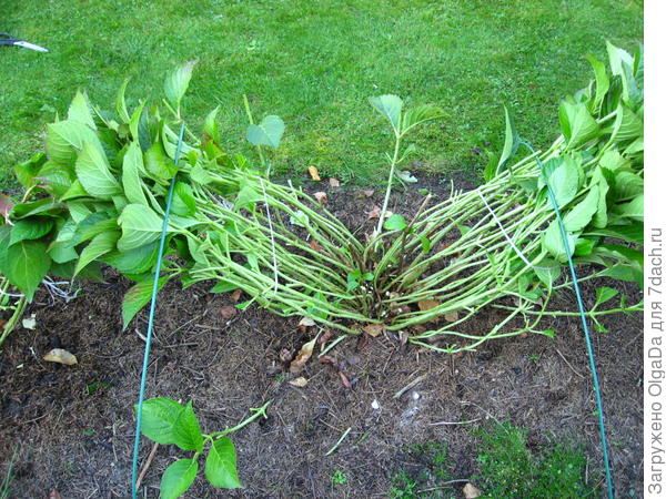 Укрытие гортензий