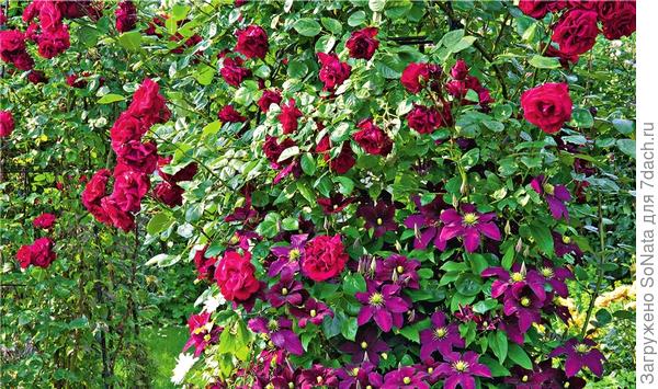 Красочный дуэт плетистой розы английского сорта Crimson Shower и клематиса Victoria выглядит очень ярко