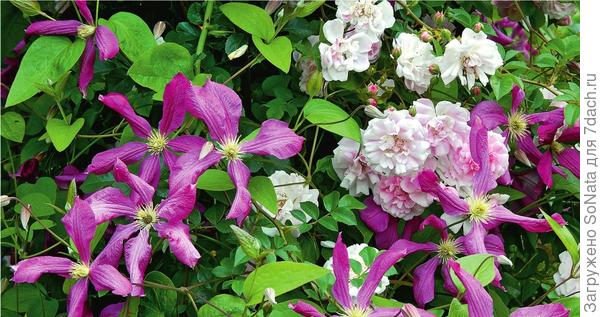 Крупные цветки клематиса фиолетового Margot Koster по тону прекрасно сочетаются с ароматными мелкими розочками Guirlande Rose