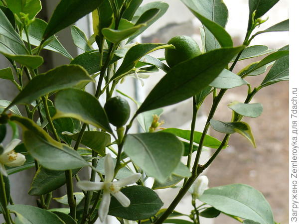 Зелёные плоды