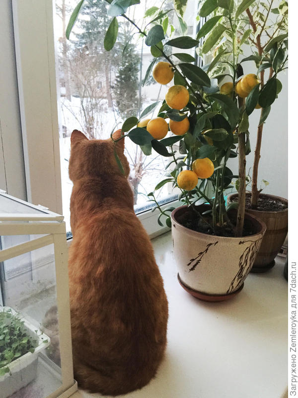 Каламондин со своими соседями - денежными деревьями