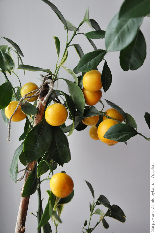 Увесистые плоды для таких хрупких веток