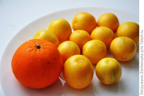 Съедобные фрукты