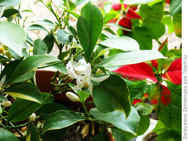 Нежные цветы каламондина