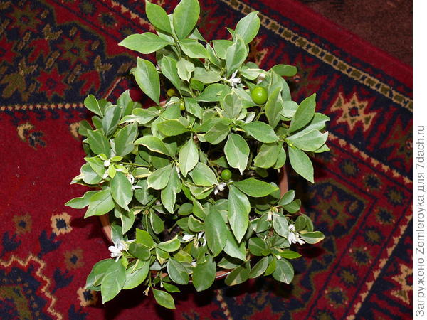 Вот такой пушистый был фруктик через два года