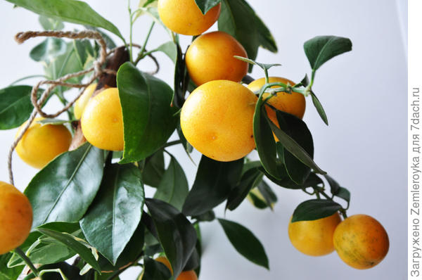 Каламондин