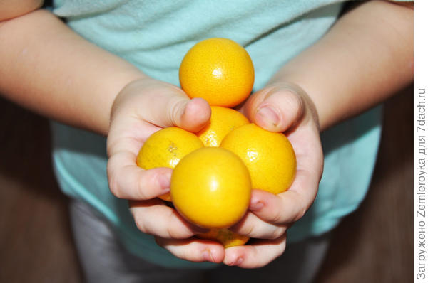 Новые игрушки