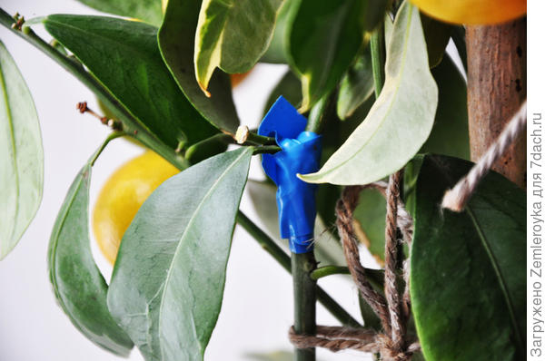 Первое что нашлось под рукой