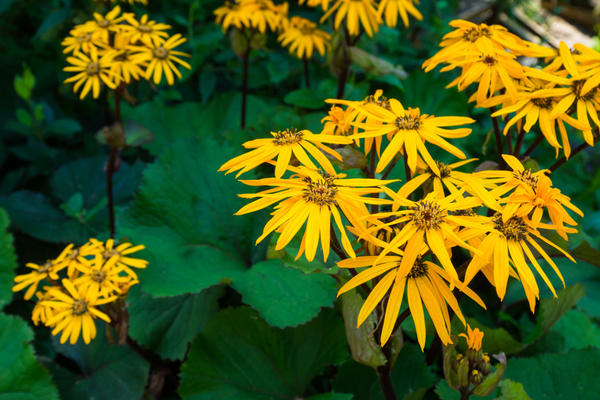 Бузульник зубчатый (Ligularia dentata)