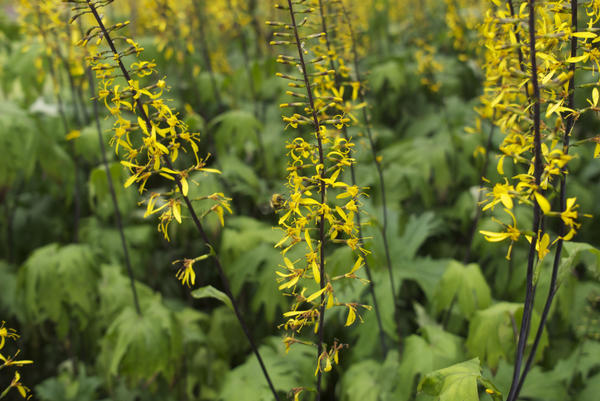 Бузульник Пржевальского (Ligularia przewalskii)