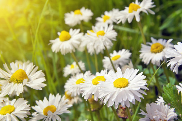 Садовые ромашки (нивяники)