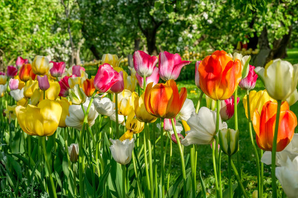 Даже в смешанном цветнике в каждый тюльпане можно разглядеть нечто уникальное