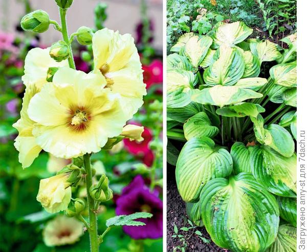 Шток-роза слева и хоста - справа