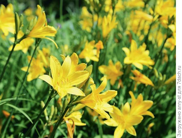 Лилейник практически не доставляет хлопот, но требует внимания