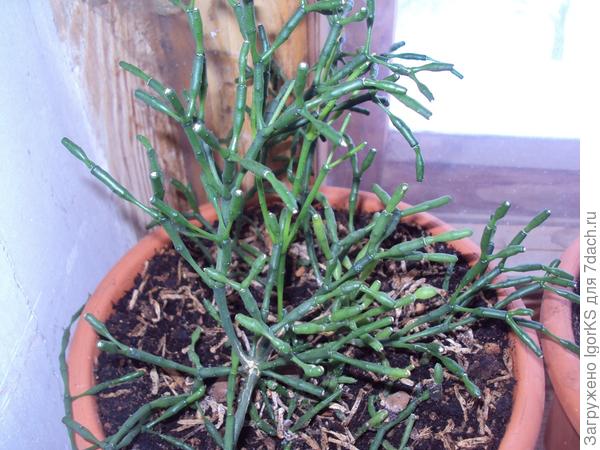 Палочник или хатиора