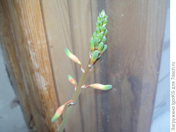 Цветочные бутоны гастерии