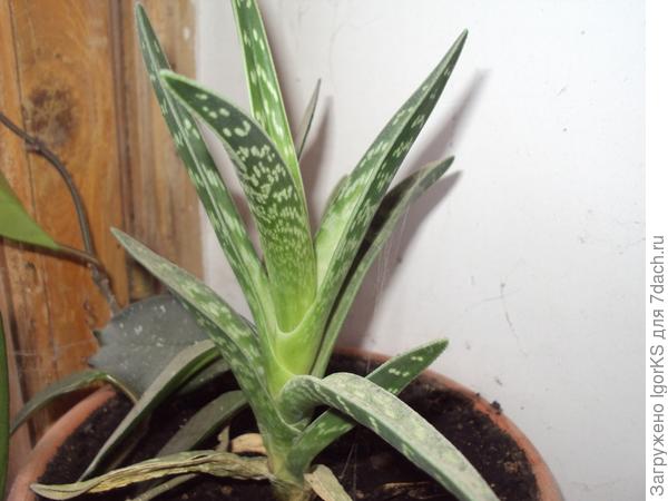 Очень неустойчивый представитель суккулентов