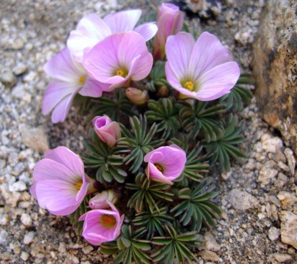 Oxalis adenophylla. Фото с сайта slovensketrvalky.sk