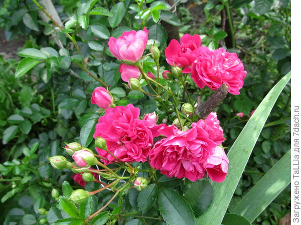 Роза Pink Swany