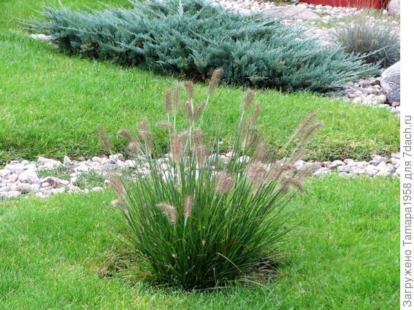 пеннисетум