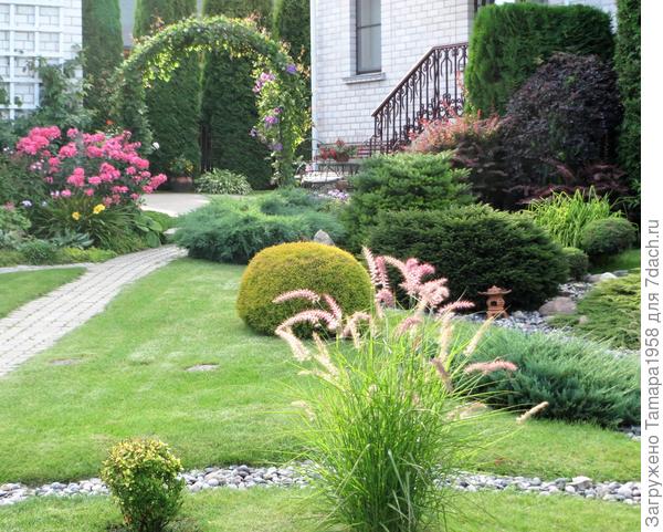 пеннисетум