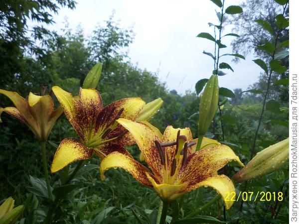 Азиатка Лайонхарт