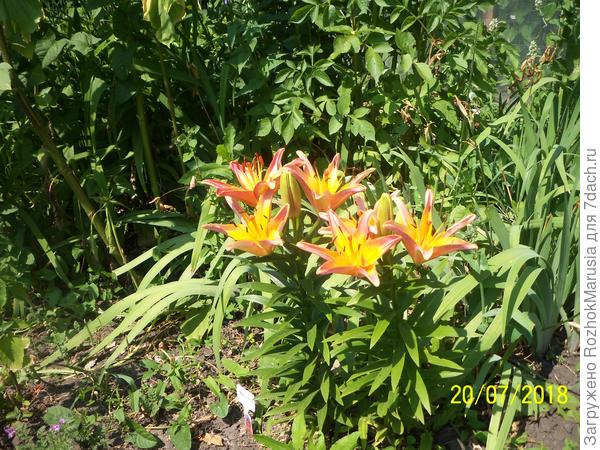 Азиатская лилия Жирафе