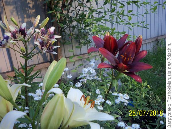 лилия Мапира