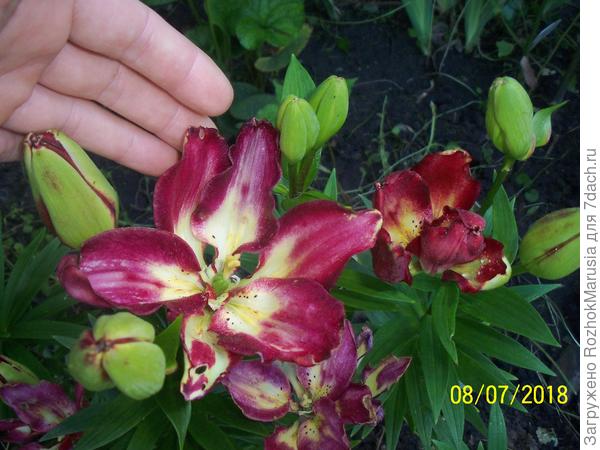 Не совсем махровый цветок Дабл Сенсейшн