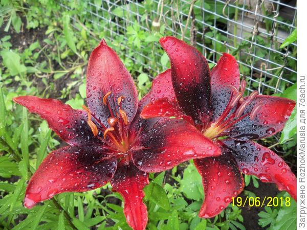 Лепестки в каплях дождя - завораживающее зрелище