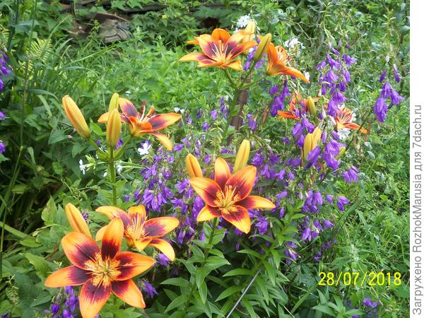 Азиатская лилия Ту Сам