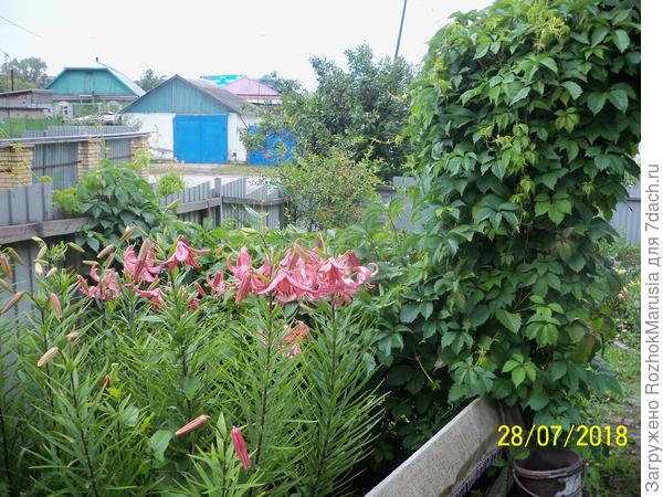 Лилия-мартагон