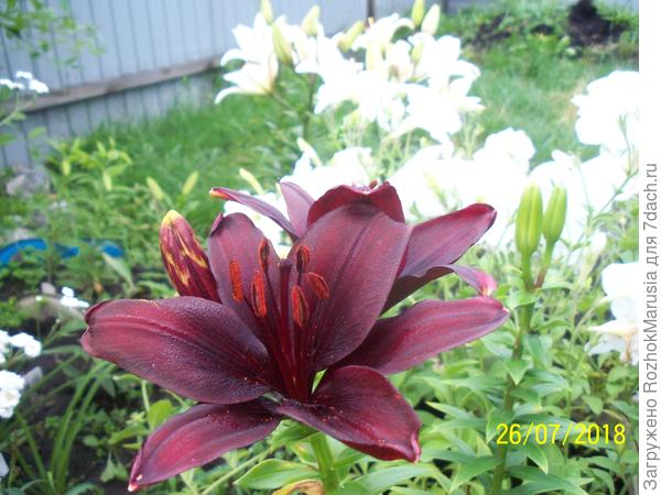 лилия Мапира