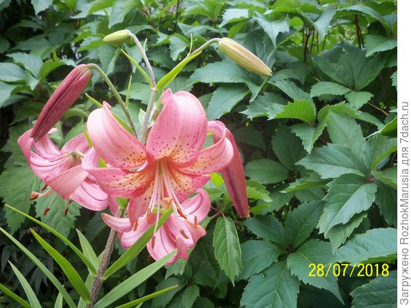 Лилия-мартагон