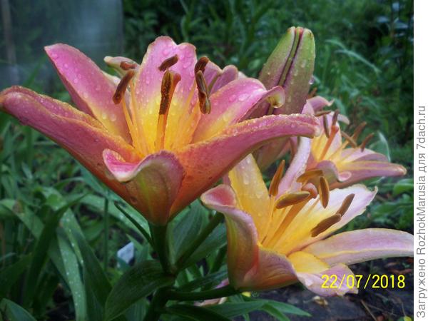 В капельках дождя тоже очаровательна