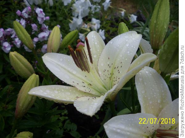 Лилия ЛА-гибрид Элина