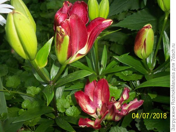 Азиатская махровая лилия Дабл Сенсейшн