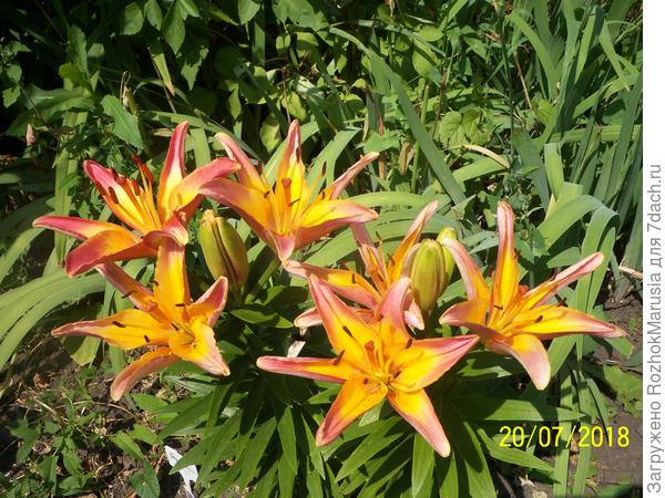 На солнышке Жирафе смотрится очень ярко